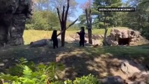 Νέα Υόρκη: Δύο αρκούδες έκλεψαν την παράσταση στο Queens Zoo – Έκαναν τραμπάλα με ένα κλαδί (vid)