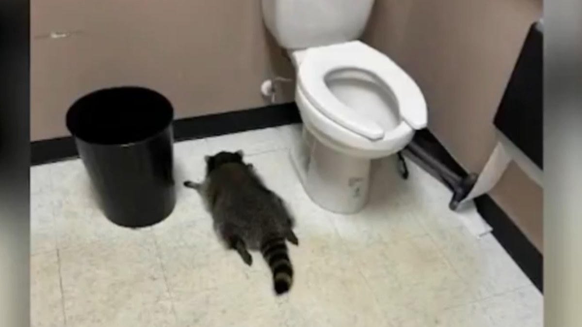 ΗΠΑ: Ρακούν εισβάλλει σε κάβα στη Βιρτζίνια, πίνει μπουκάλια με ουίσκι και λιποθυμάει στο μπάνιο