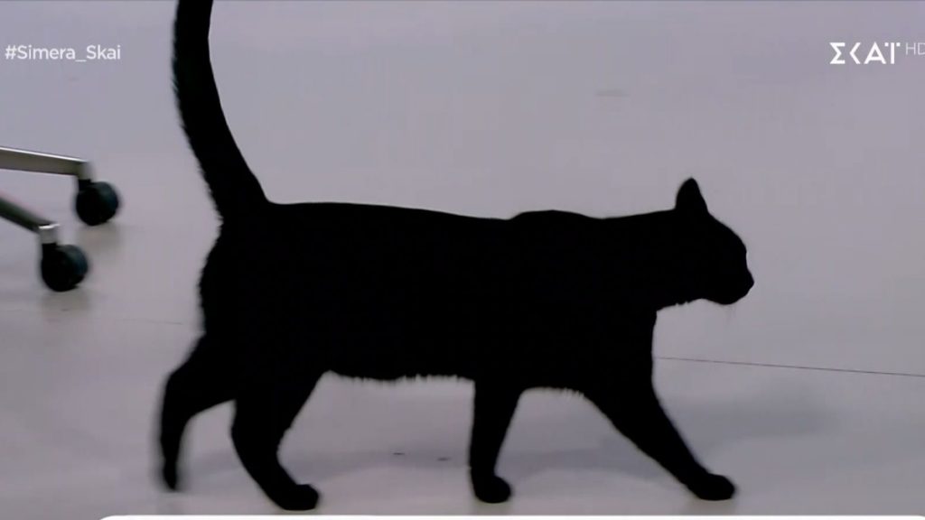 “Τρόμος” για τον γατούλη του ΣΚΑΪ – Έτρεχε να κρυφτεί από το ρομπότ «Σοφία!» μέσα στο πλατό (vid)