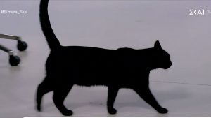 “Τρόμος” για τον γατούλη του ΣΚΑΪ – Έτρεχε να κρυφτεί από το ρομπότ «Σοφία!» μέσα στο πλατό (vid)