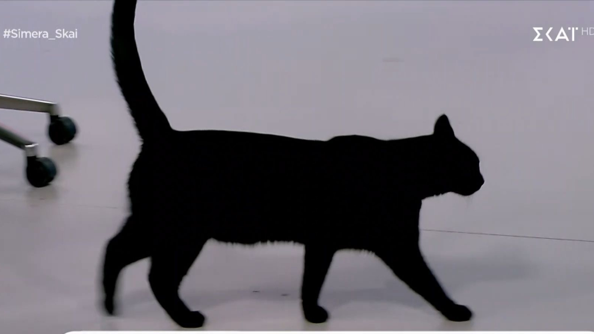 “Τρόμος” για τον γατούλη του ΣΚΑΪ – Έτρεχε να κρυφτεί από το ρομπότ «Σοφία!» μέσα στο πλατό (vid)