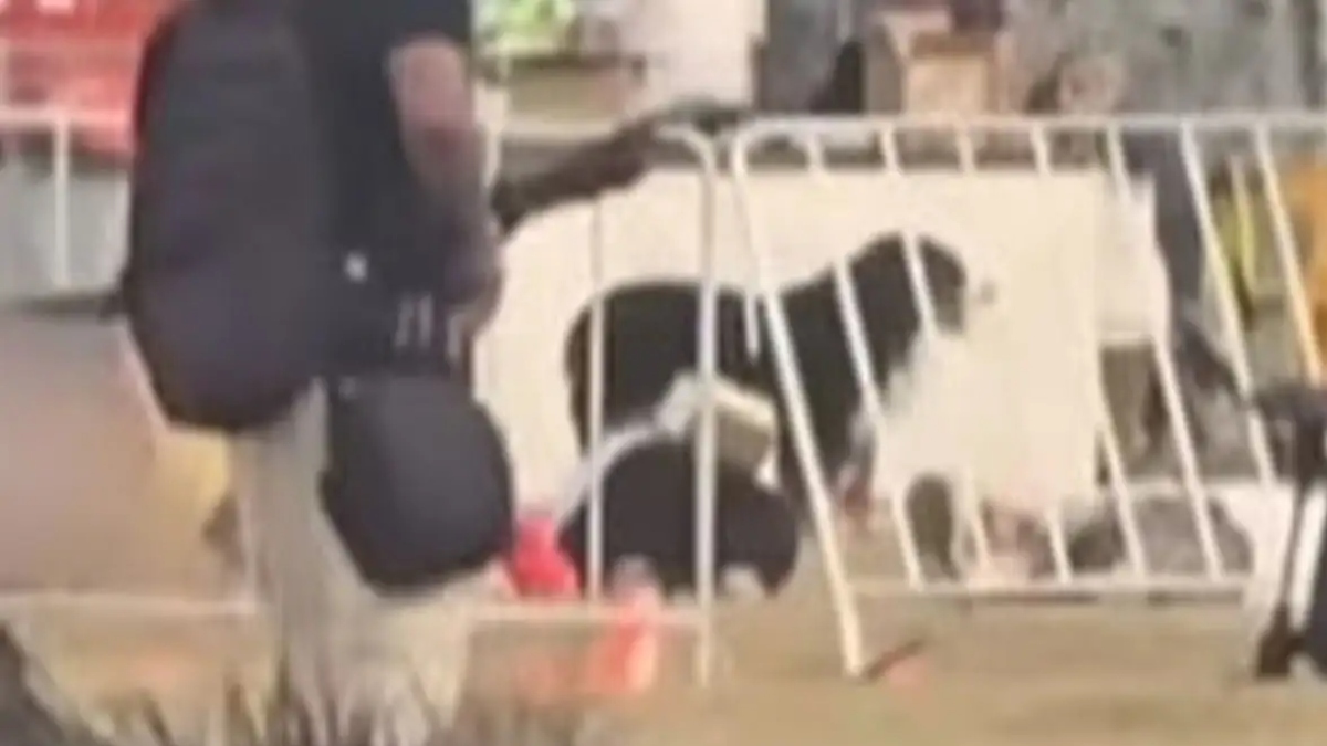 Σίδνεϊ: Συγκινεί ο πιστός σκύλος που έμεινε πάνω από το πτώμα του ιδιοκτήτη του που σκοτώθηκε στο μακελειό (βίντεο)