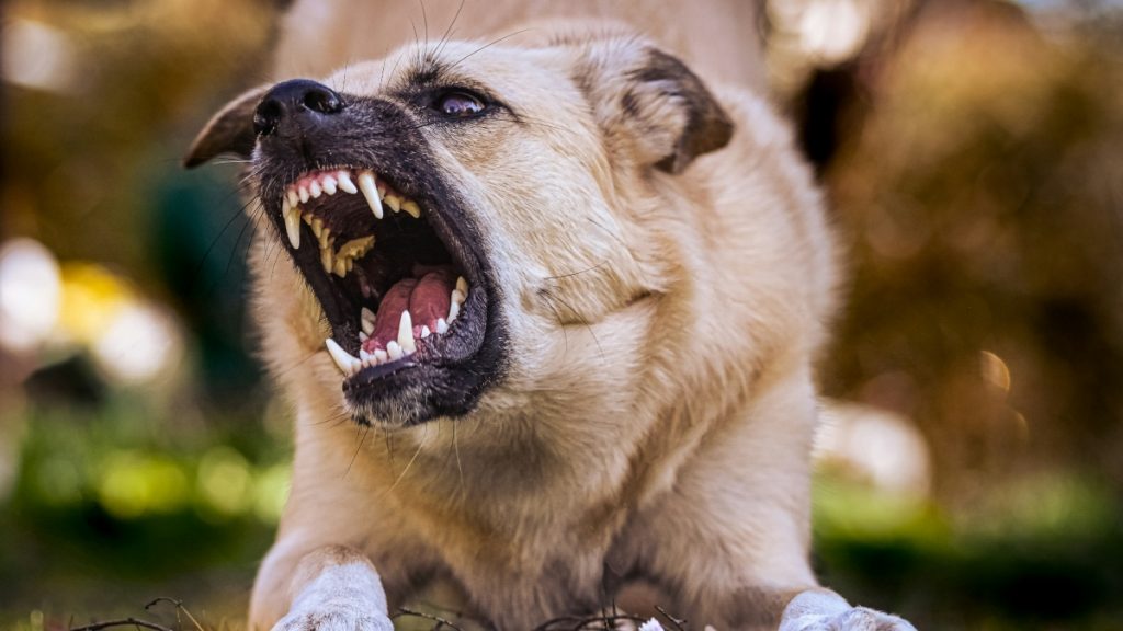 Σκύλος επιτέθηκε και δάγκωσε στο πόδι ηλικιωμένο στη Χαλκίδα