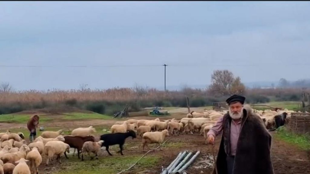 Θεσσαλονίκη: Κτηνοτρόφος καταρρέει, μετά την αναγκαστική θανάτωση του κοπαδιού του – Μεταφέρθηκε στο νοσοκομείο (Βίντεο)