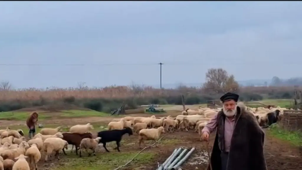 Θεσσαλονίκη: Κτηνοτρόφος καταρρέει, μετά την αναγκαστική θανάτωση του κοπαδιού του – Μεταφέρθηκε στο νοσοκομείο (Βίντεο)