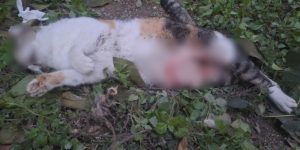 Θεσσαλονίκη: Αγέλη σκύλων σπέρνει τον τρόμο στην Καλαμαριά – Πάνω από 350 γάτες νεκρές