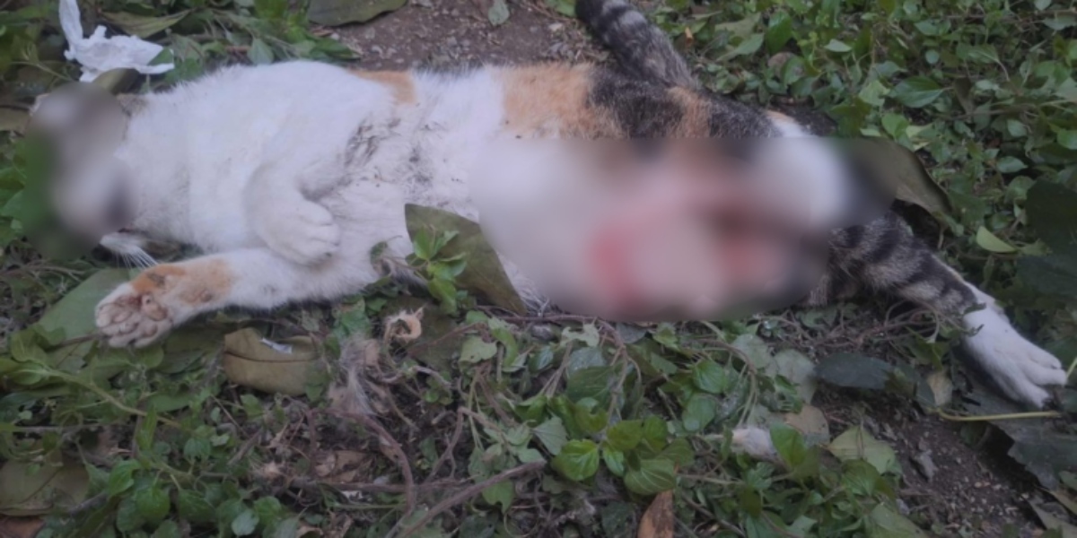 Θεσσαλονίκη: Αγέλη σκύλων σπέρνει τον τρόμο στην Καλαμαριά – Πάνω από 350 γάτες νεκρές