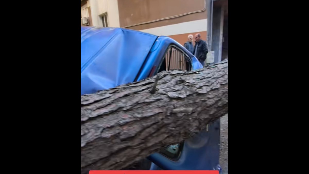 Θεσσαλονίκη: Δέντρο έπεσε και “έλιωσε” δύο σταθμευμένα αυτοκίνητα (βίντεο)