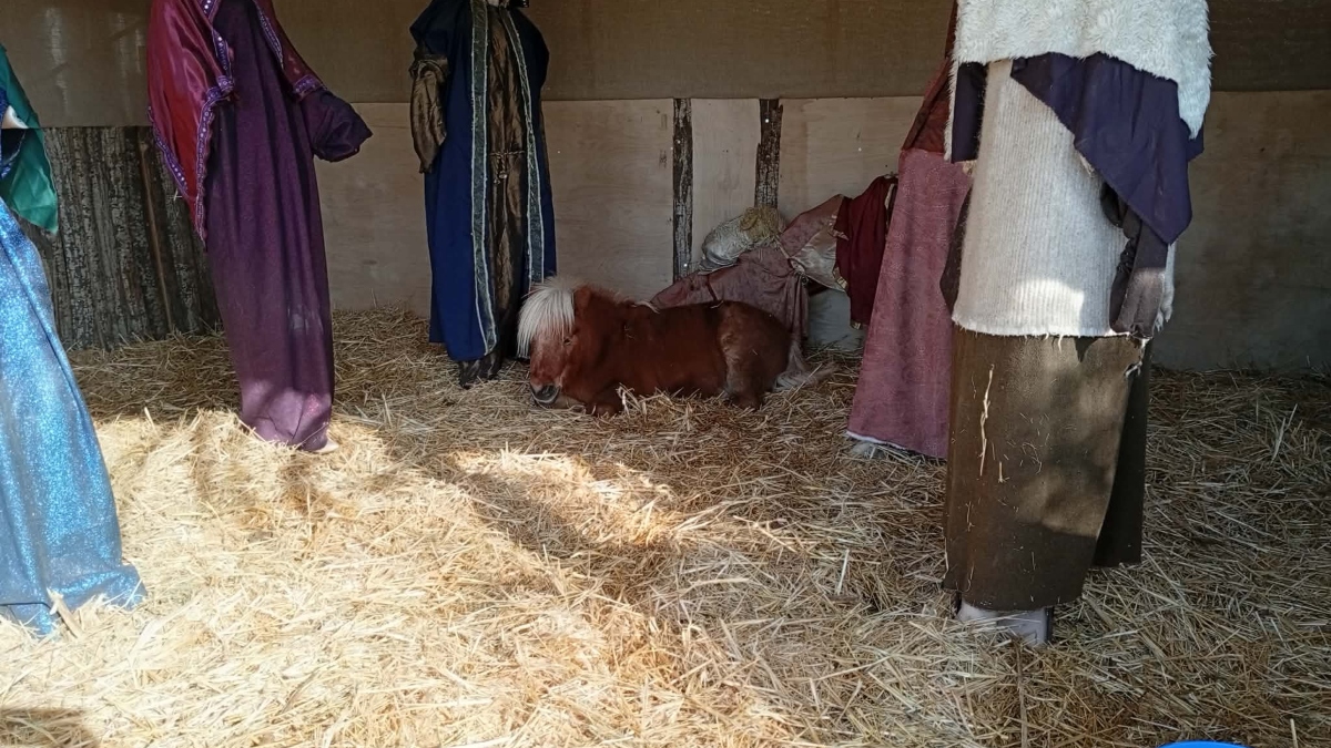 Βόλος: Θύελλα αντιδράσεων για ζωντανό πόνι στη φάτνη – «Ζουν στον κόσμο τους» λέει ο Μπέος