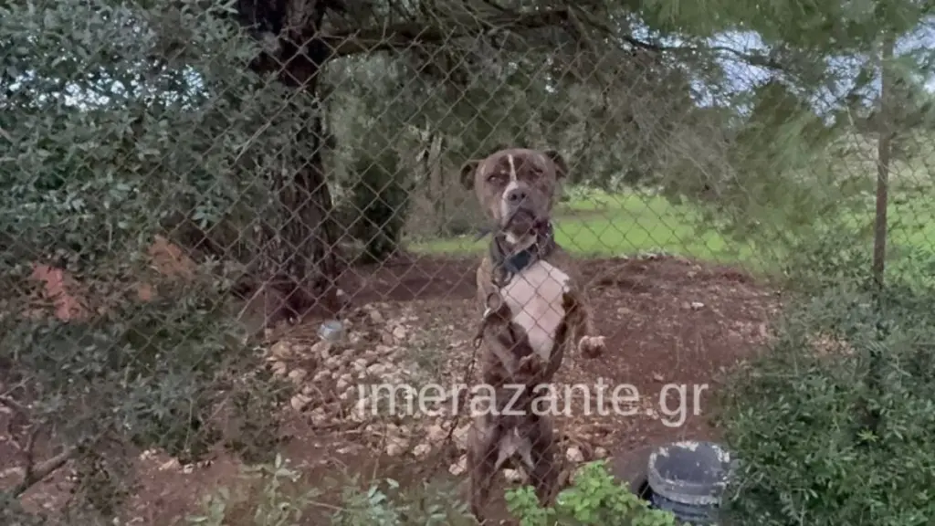 Ζάκυνθος: Οι τελευταίες στιγμές του 2χρονου πριν ξεψυχήσει από την επίθεση του πίτμπουλ – Αφέθηκαν ελεύθεροι οι γονείς