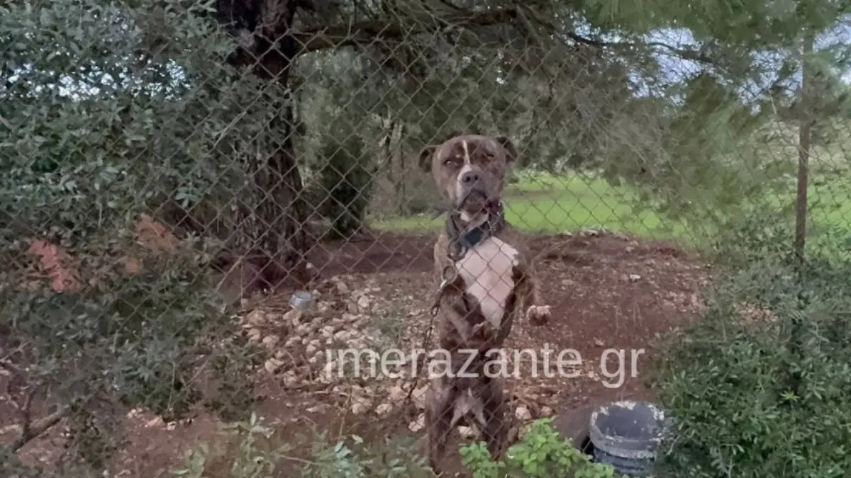 Ζάκυνθος: Οι τελευταίες στιγμές του 2χρονου πριν ξεψυχήσει από την επίθεση του πίτμπουλ – Αφέθηκαν ελεύθεροι οι γονείς