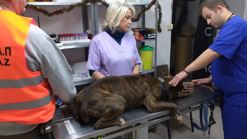 Ζάκυνθος: Μεταφέρθηκε στο ΔΙΚΕΠΑΖ ο σκύλος που σκότωσε το 2χρονο αγόρι