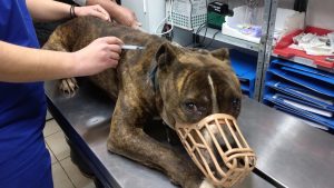 Ζάκυνθος: Σήμερα το μεσημέρι η κηδεία του 2χρονου – Το πίτμπουλ που τον κατασπάραξε μεταφέρθηκε σε κέντρο περίθαλψης αδέσποτων