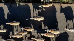 Ευλογιά προβάτων: Τι αποφασίστηκε στη σύσκεψη στο Μαξίμου – Γιατί απορρίφθηκε το εμβόλιο