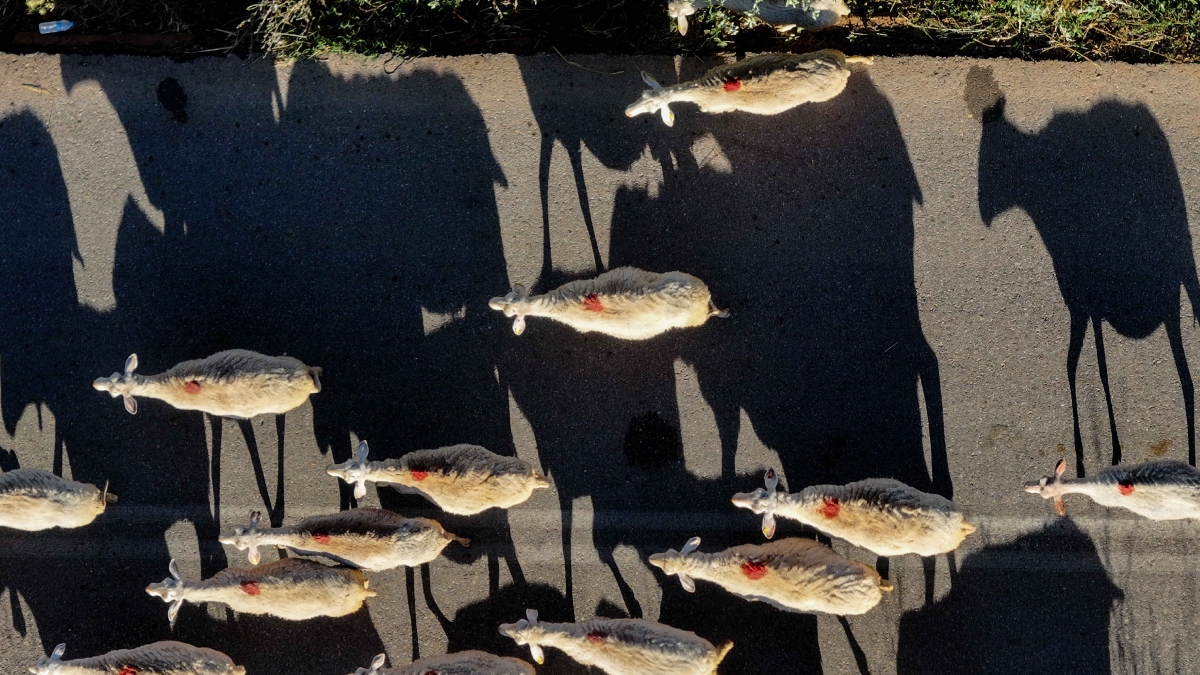 Ευλογιά προβάτων: Τι αποφασίστηκε στη σύσκεψη στο Μαξίμου – Γιατί απορρίφθηκε το εμβόλιο