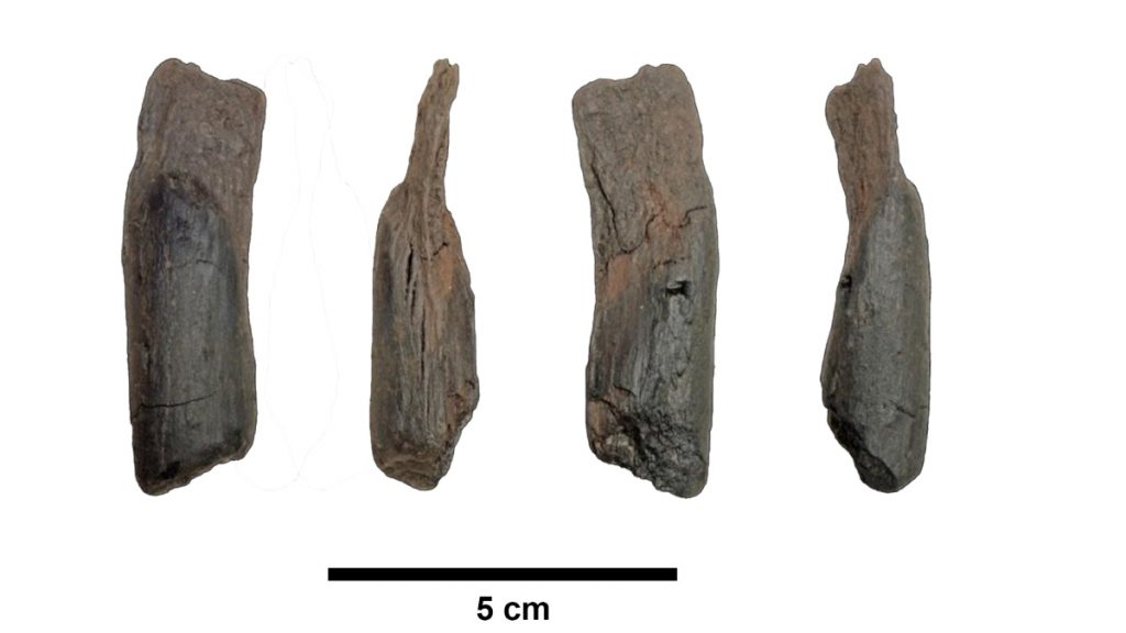 Στη Μεγαλόπολη Αρκαδίας τα αρχαιότερα  ξύλινα εργαλεία παγκοσμίως, ηλικίας 430.000 ετών (Φωτογραφίες)