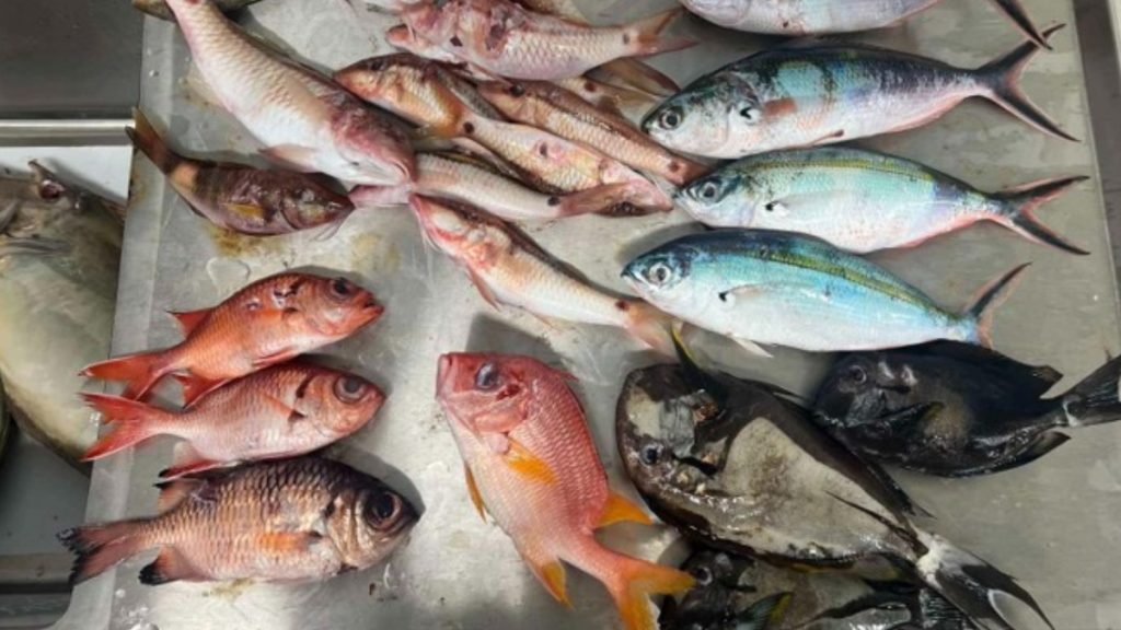 Μολυσμένο με μικροπλαστικά το ένα τρίτο των ψαριών που ερευνήθηκαν στον Ειρηνικό