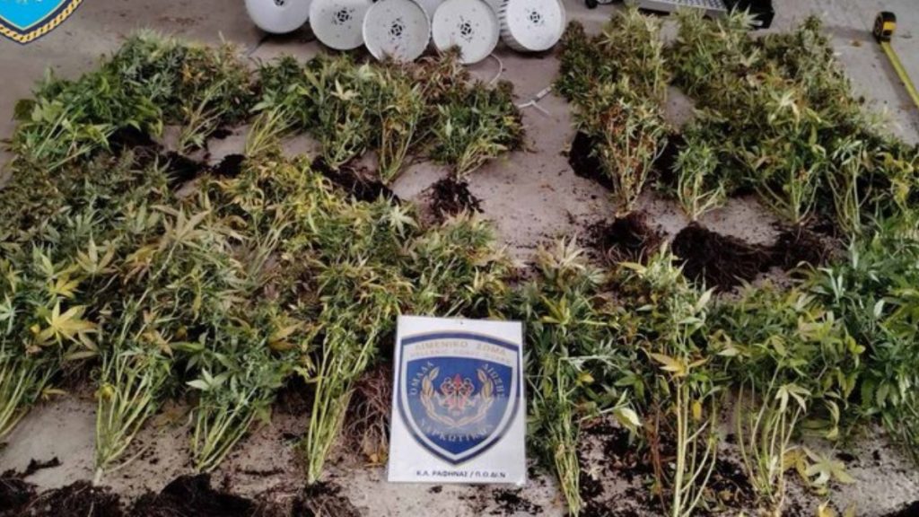 Καλλιθέα: Καλλιεργούσαν κάνναβη σε διαμέρισμα – Συνελήφθησαν δύο Αιγύπτιοι (Εικόνες)