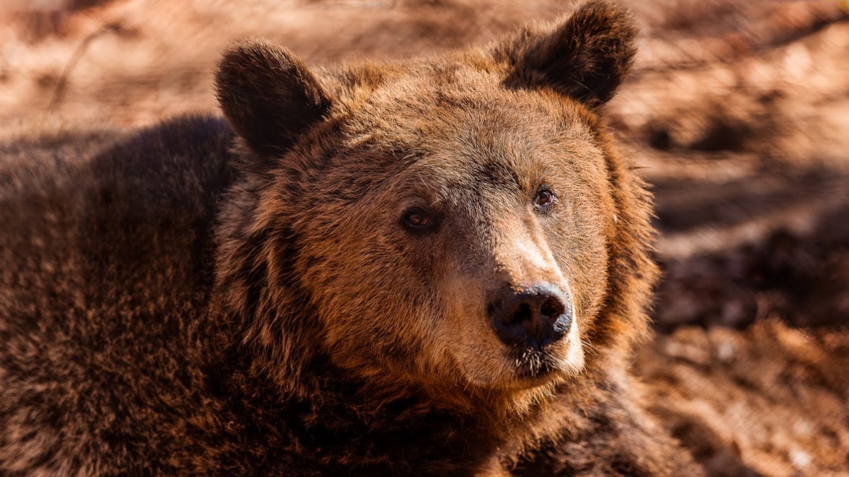 Αυξήθηκαν οι αρκούδες στην Ελλάδα, αλλά όχι οι ζημιές που προκαλούν