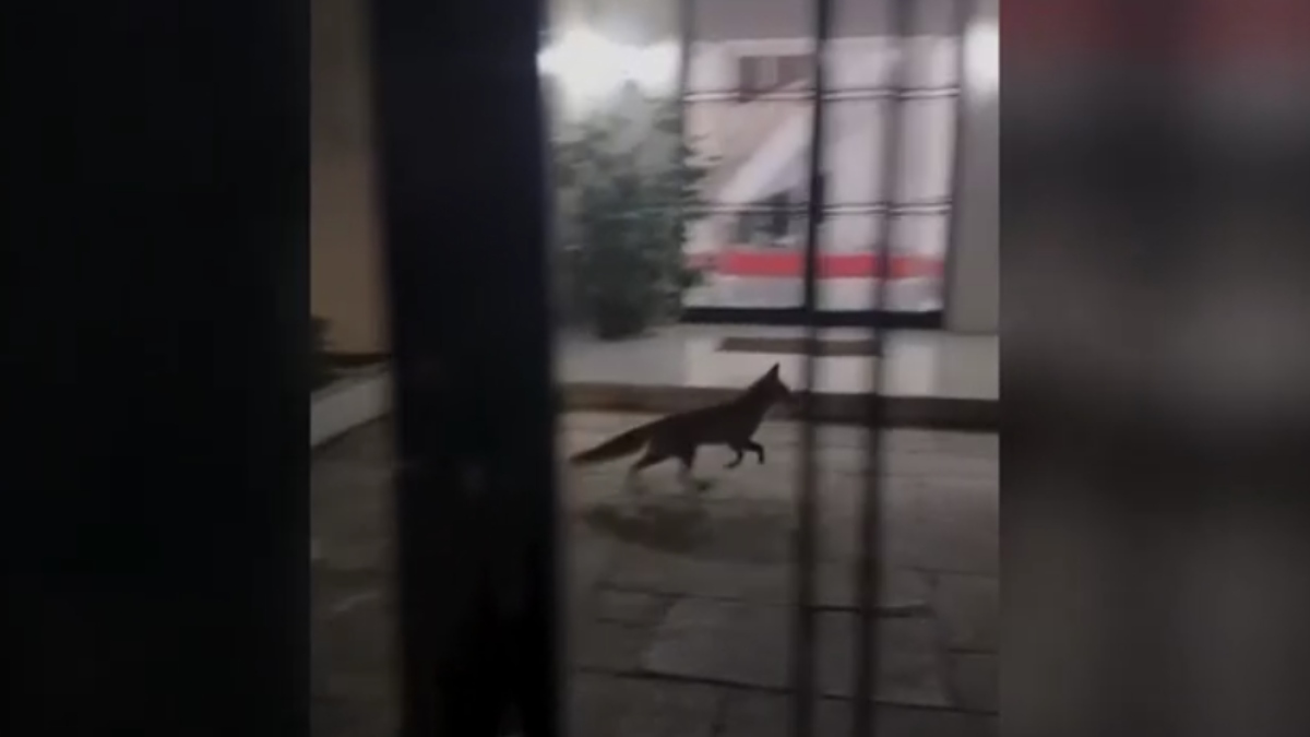 Αλεπού… επισκέφθηκε το Μέγαρο Μαξίμου – Δείτε το βίντεο από κάμερα ασφαλείας
