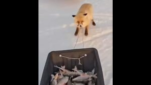 Απίστευτο περιστατικό στο Καζακστάν: Πεισματάρα αλεπού προσπαθεί να κλέψει έλκηθρο με ψάρια (βίντεο)