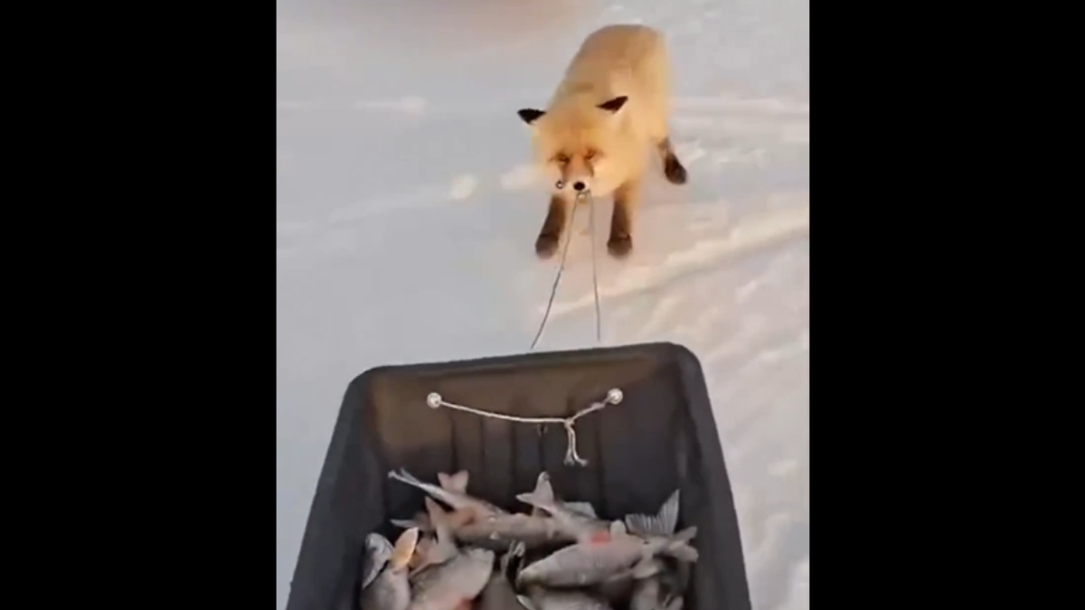Απίστευτο περιστατικό στο Καζακστάν: Πεισματάρα αλεπού προσπαθεί να κλέψει έλκηθρο με ψάρια (βίντεο)