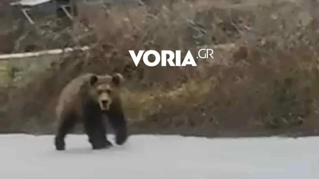 Αρκούδα “παρέλειψε” τον χειμέριο ύπνο κι έκανε βόλτα σε χωριό της Κοζάνης (βίντεο)