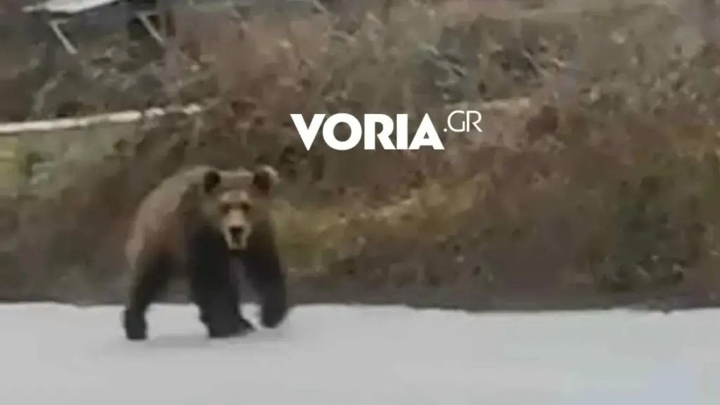 Αρκούδα “παρέλειψε” τον χειμέριο ύπνο κι έκανε βόλτα σε χωριό της Κοζάνης (βίντεο)