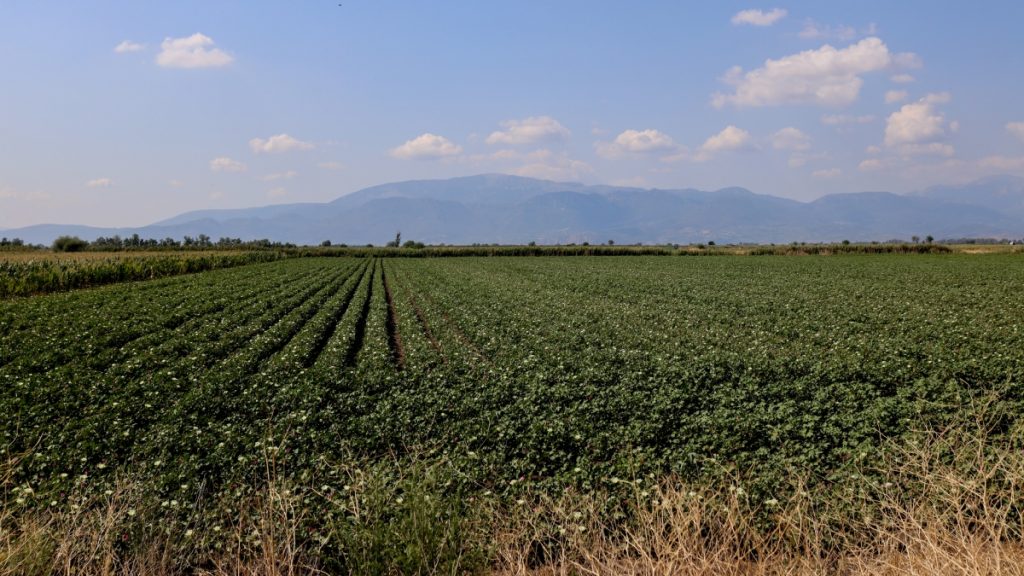 ΕΛΓΑ: Σήμερα οι πληρωμές 6,4 εκατ. ευρώ για τις πληγείσες καλλιέργειες από τον παγετό την Άνοιξη του 2025