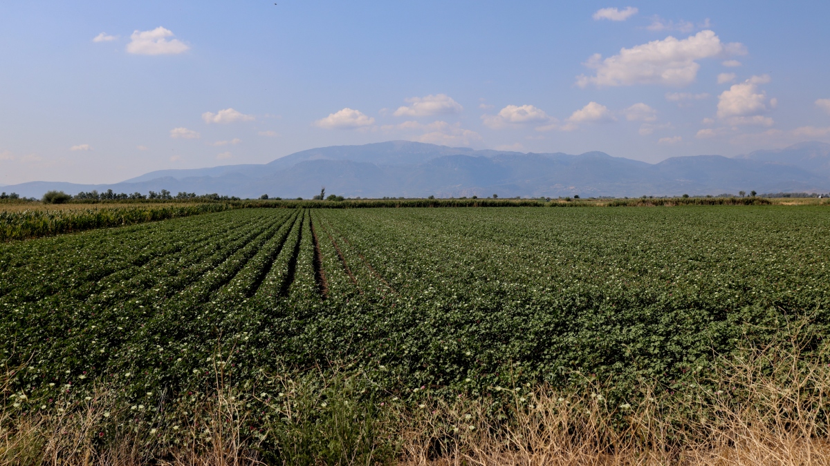 ΕΛΓΑ: Σήμερα οι πληρωμές 6,4 εκατ. ευρώ για τις πληγείσες καλλιέργειες από τον παγετό την Άνοιξη του 2025