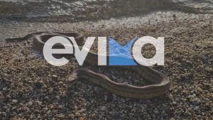Εύβοια: Τεράστιο φίδι ξεβράστηκε από τη θάλασσα σε παραλία στο Αλιβέρι