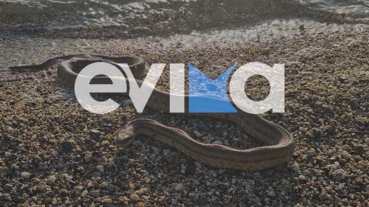 Εύβοια: Τεράστιο φίδι ξεβράστηκε από τη θάλασσα σε παραλία στο Αλιβέρι