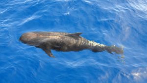 Νέα Ζηλανδία: Φάλαινες πιλότοι ξεβράστηκαν νεκρές σε απομακρυσμένη παραλία