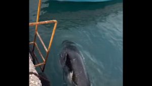 Φώκια εμφανίστηκε σε λιμανάκι της Ρόδου –  Κολυμπούσε ανενόχλητη, δείτε το βίντεο