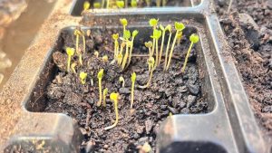 Ρομά θα καλλιεργούν τα λαχανικά τους σε Σέρρες, Δράμα και Καβάλα