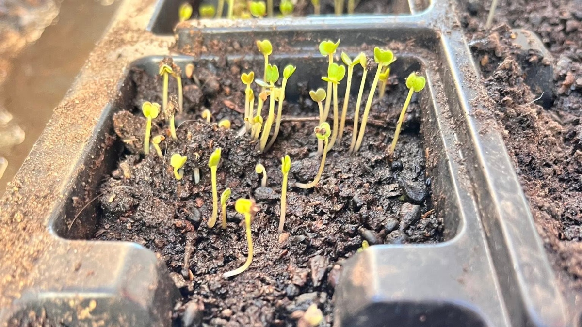 Ρομά θα καλλιεργούν τα λαχανικά τους σε Σέρρες, Δράμα και Καβάλα