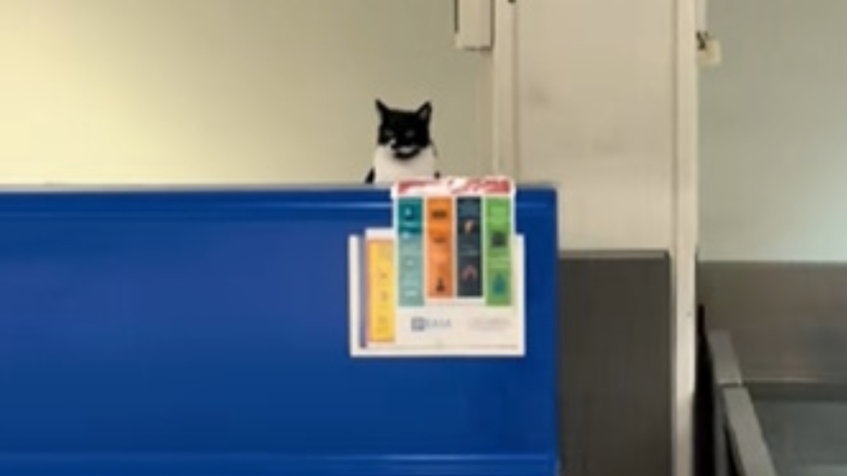 Ηράκλειο: Η γάτα στα γκισέ του αεροδρομίου που έγινε viral! (βίντεο)