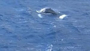 Κάλυμνος: Φάλαινα μεσαίου μεγέθους έκανε την εμφάνισή της στον κόλπο των Αργινώντων (vid)