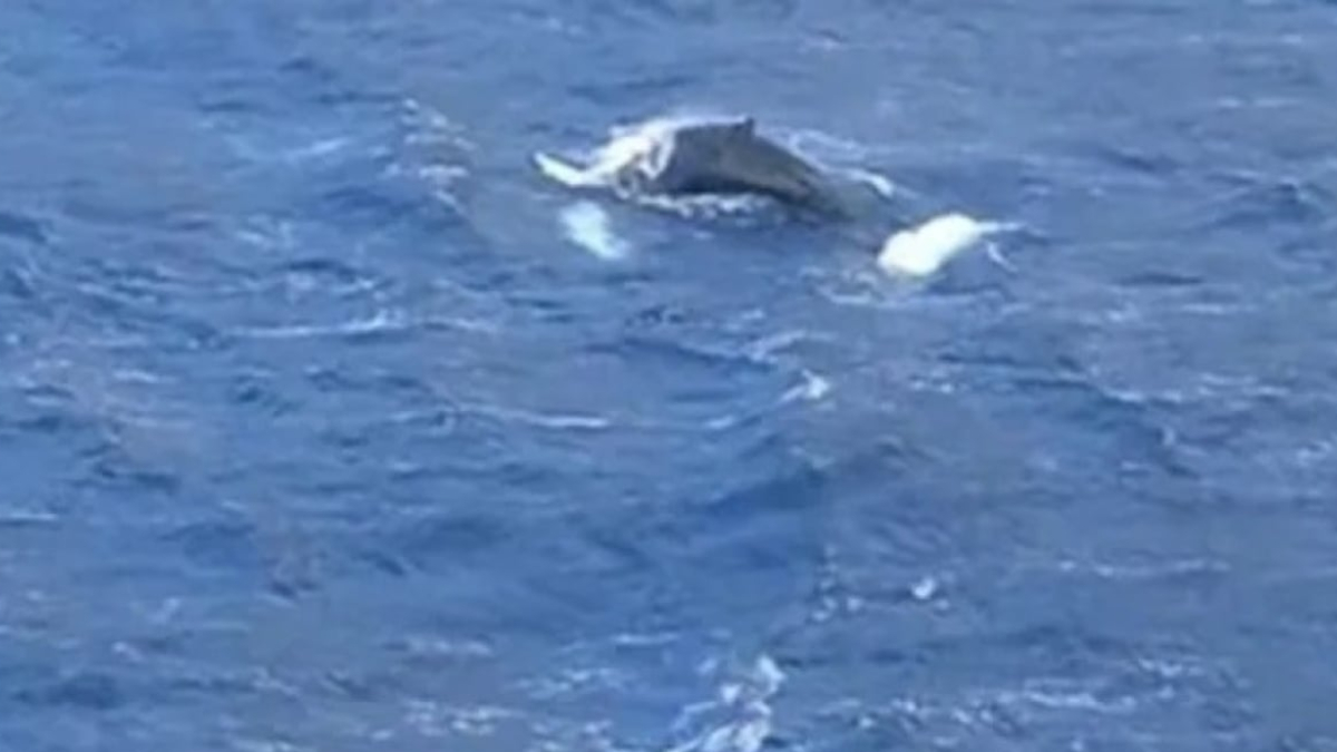 Κάλυμνος: Φάλαινα μεσαίου μεγέθους έκανε την εμφάνισή της στον κόλπο των Αργινώντων (vid)