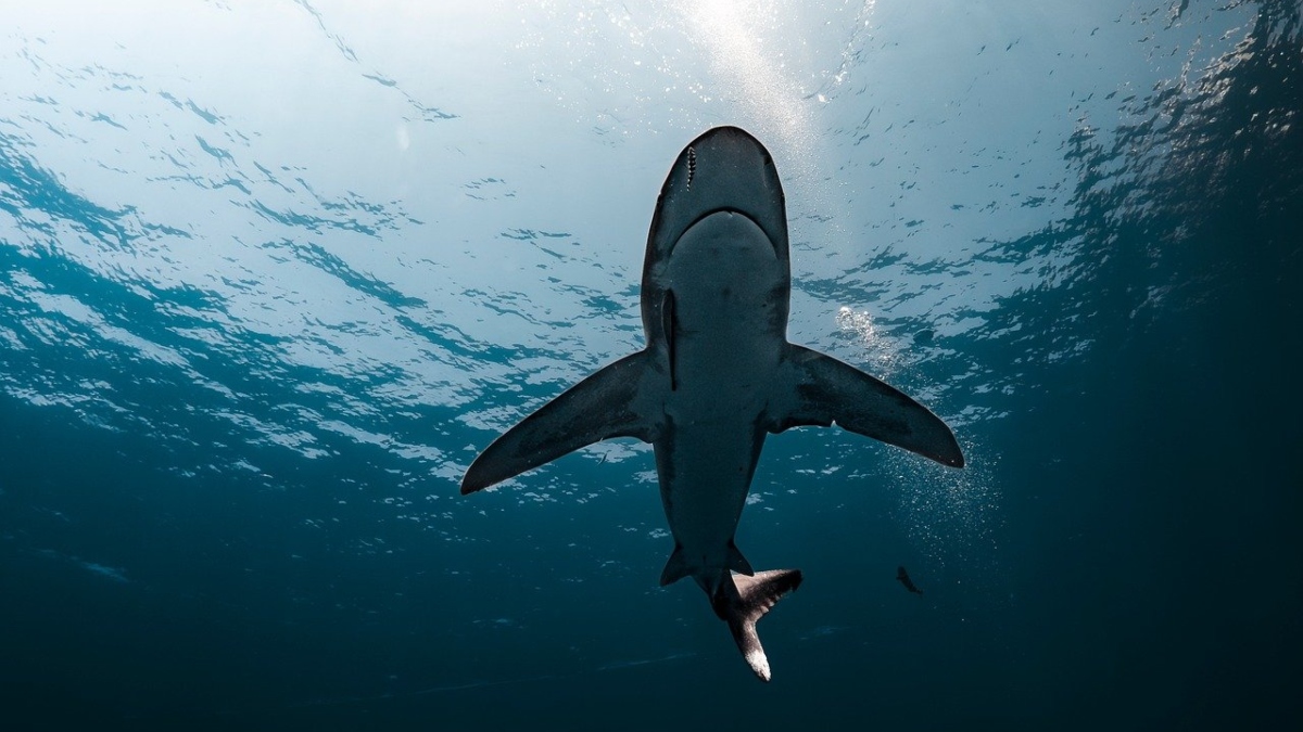 Αυστραλία: Πέθανε ο 12χρονος που δέχθηκε επίθεση από καρχαρία στο Σίδνεϊ