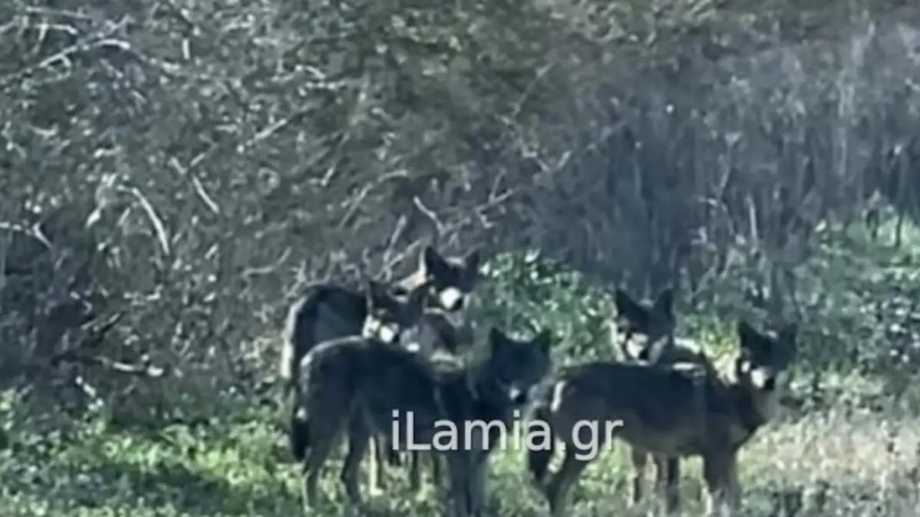 Τρόμος στη Λαμία: Αγέλη λύκων πλησιάζει κατοικημένη περιοχή