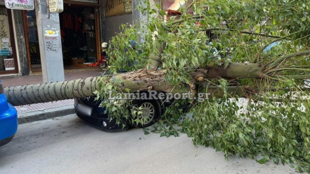 Λαμία: Δέντρο έπεσε και καταπλάκωσε παρκαρισμένα αυτοκίνητα – Από τύχη δεν υπήρξε τραυματισμός (βίντεο+φωτογραφίες)