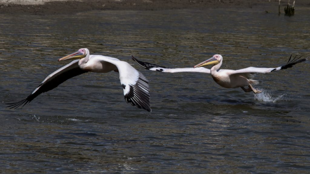 Πρέσπες: Τι αποκάλυψε η έρευνα για τα αίτια που προκάλεσαν τον θάνατο 2.300 αργυροεπελεκάνων από τη γρίπη των πτηνών