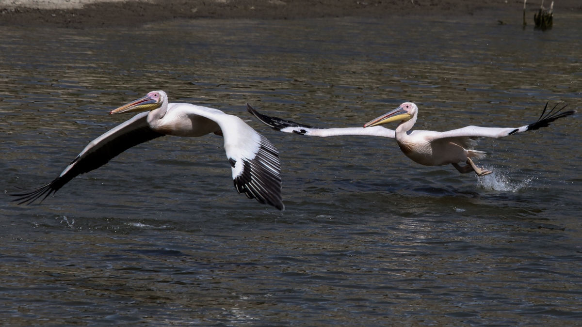 Πρέσπες: Τι αποκάλυψε η έρευνα για τα αίτια που προκάλεσαν τον θάνατο 2.300 αργυροεπελεκάνων από τη γρίπη των πτηνών