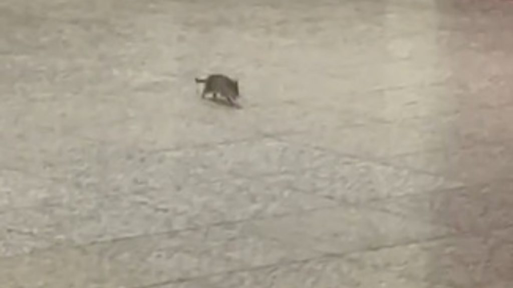 Ποντικός έκανε βόλτα στον σταθμό του Ευαγγελισμού στο μετρό – Η αντίδραση του κόσμου (βίντεο)