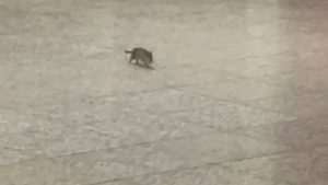 Ποντικός έκανε βόλτα στον σταθμό του Ευαγγελισμού στο μετρό – Η αντίδραση του κόσμου (βίντεο)