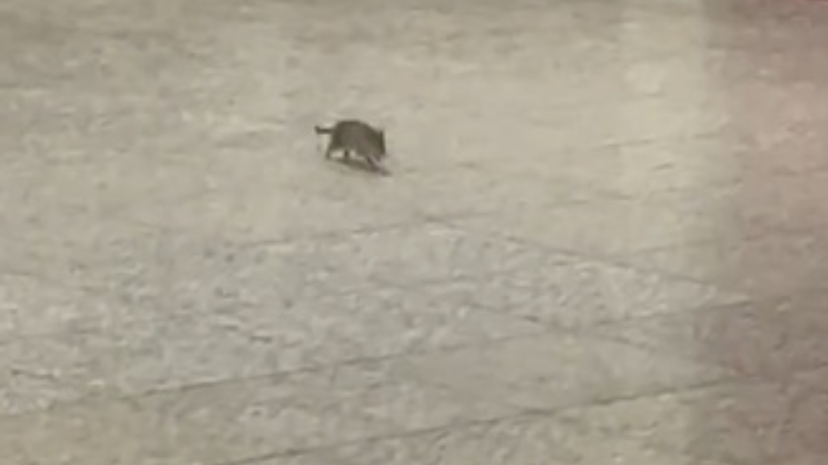 Ποντικός έκανε βόλτα στον σταθμό του Ευαγγελισμού στο μετρό – Η αντίδραση του κόσμου (βίντεο)