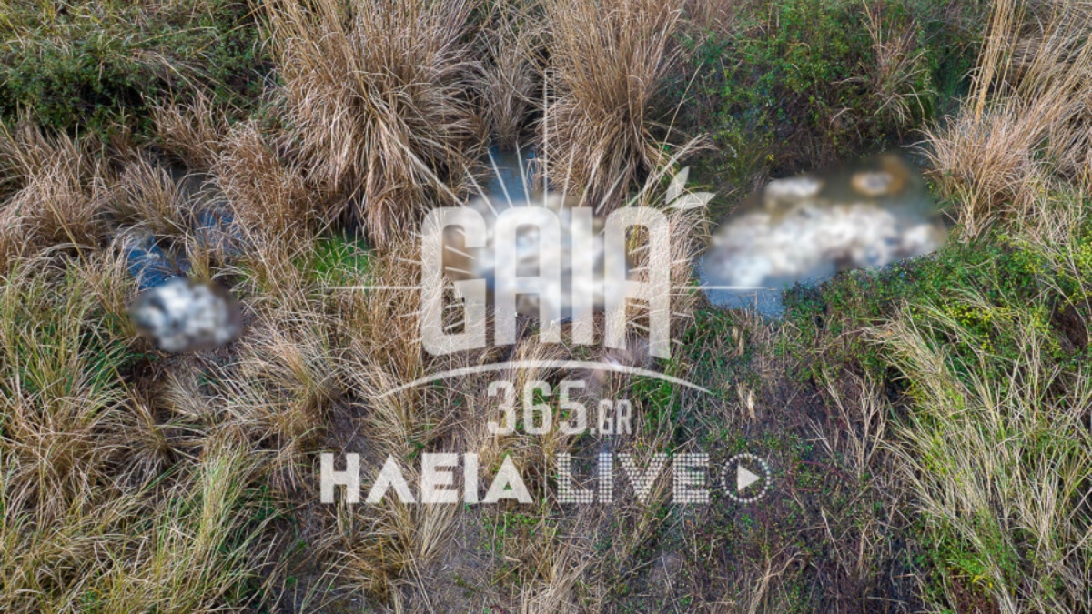 Συναγερμός στον Αλφειό: Εντοπίστηκαν  δεκάδες νεκρά πρόβατα σε αποσύνθεση