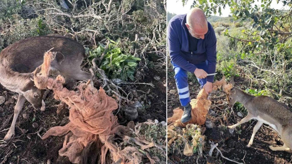 Ρόδος: Εναερίτες απελευθέρωσαν ελάφι που είχε μπλέξει σε σχοινιά (Εικόνες & Βίντεο)
