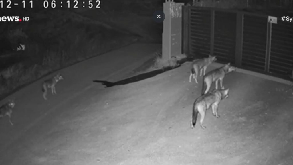 Συναγερμός στη Θεσσαλονίκη: Πέντε λύκοι βρέθηκαν έξω από αυλή στο Πανόραμα (βίντεο)